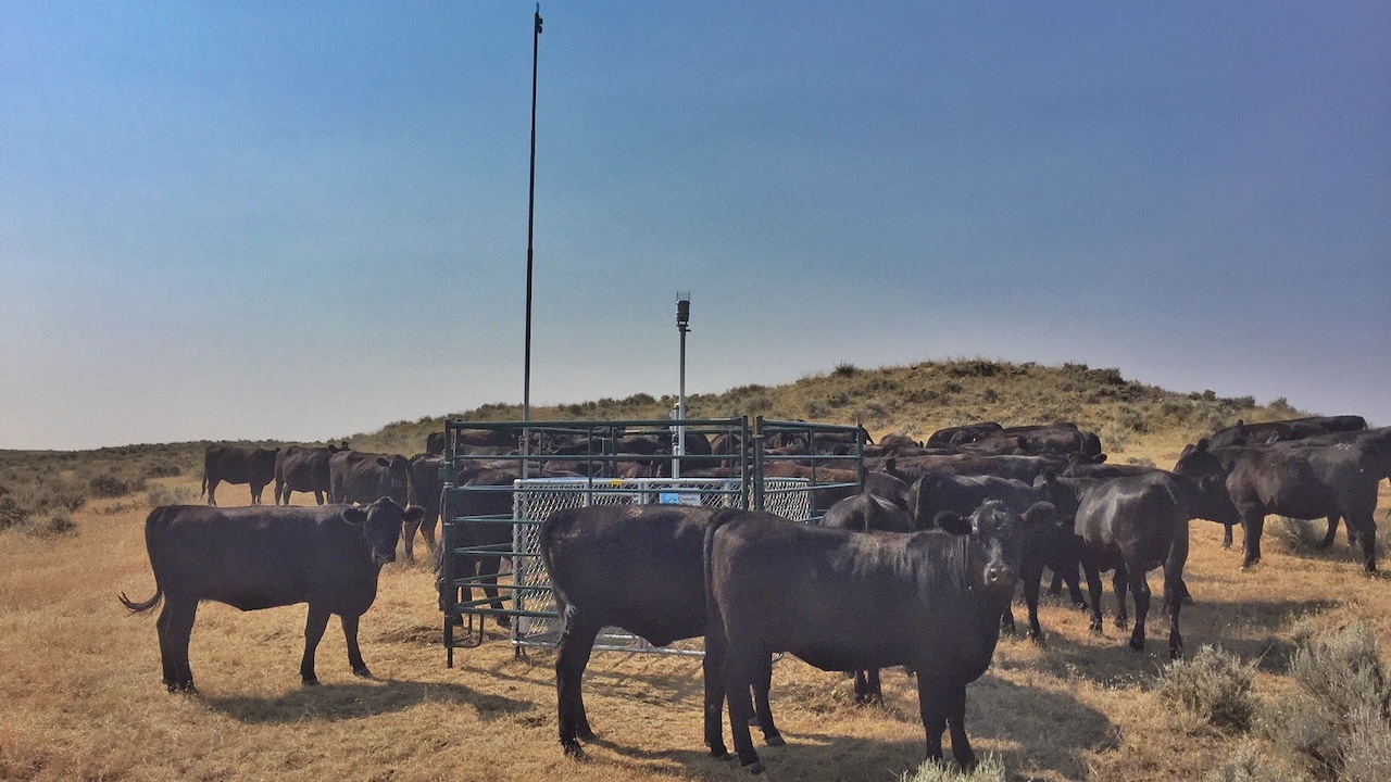 Four-footed fans of the Montana Mesonet visit the new station near Broadus, MT. Photo: Kevin Hyde.